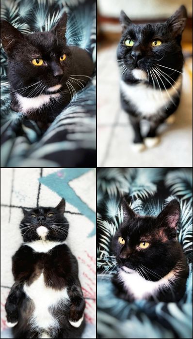 Mistrz relaksu Miecio szuka domu