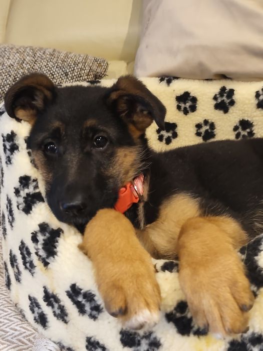 Pastora Alemã com LOP última