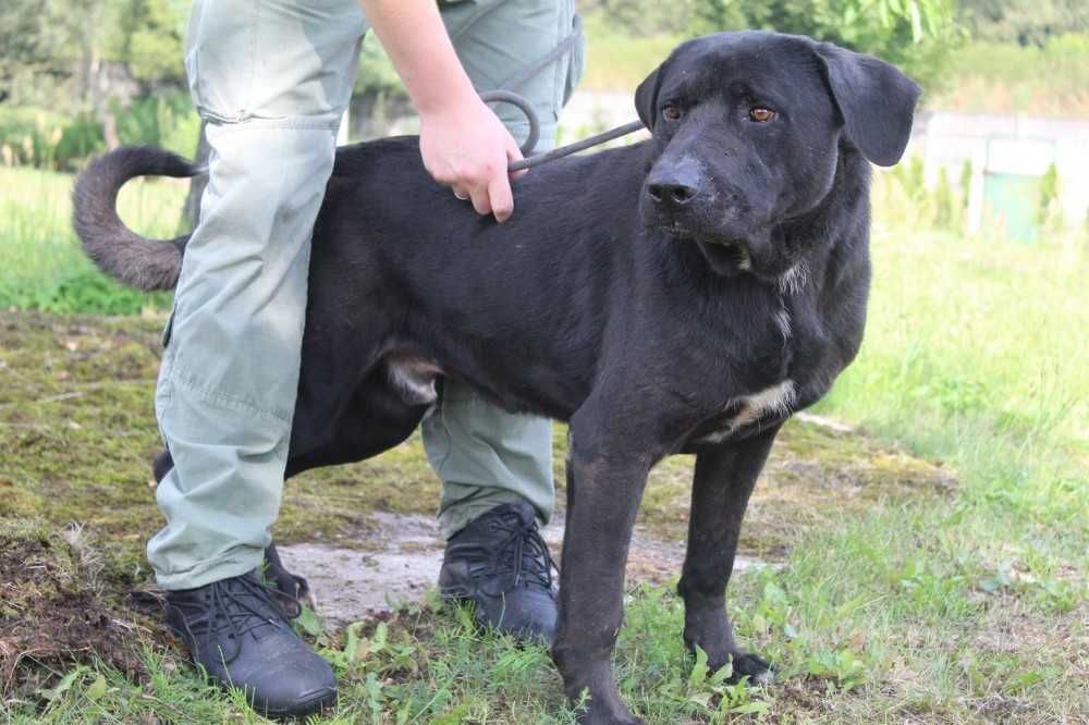044327  Kelly do adopcji.