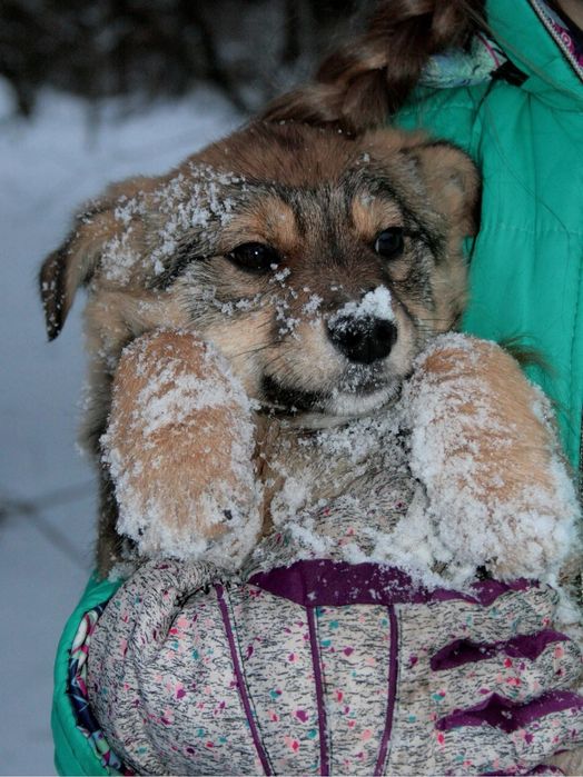 Цуцики у найкращі ручки