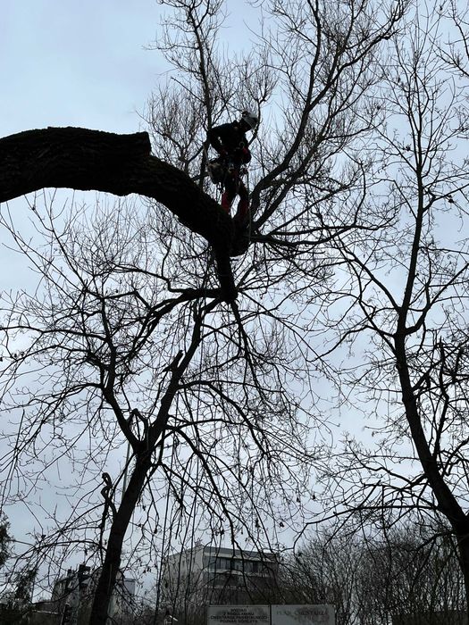 Wycinka drzew Poznań i okolice