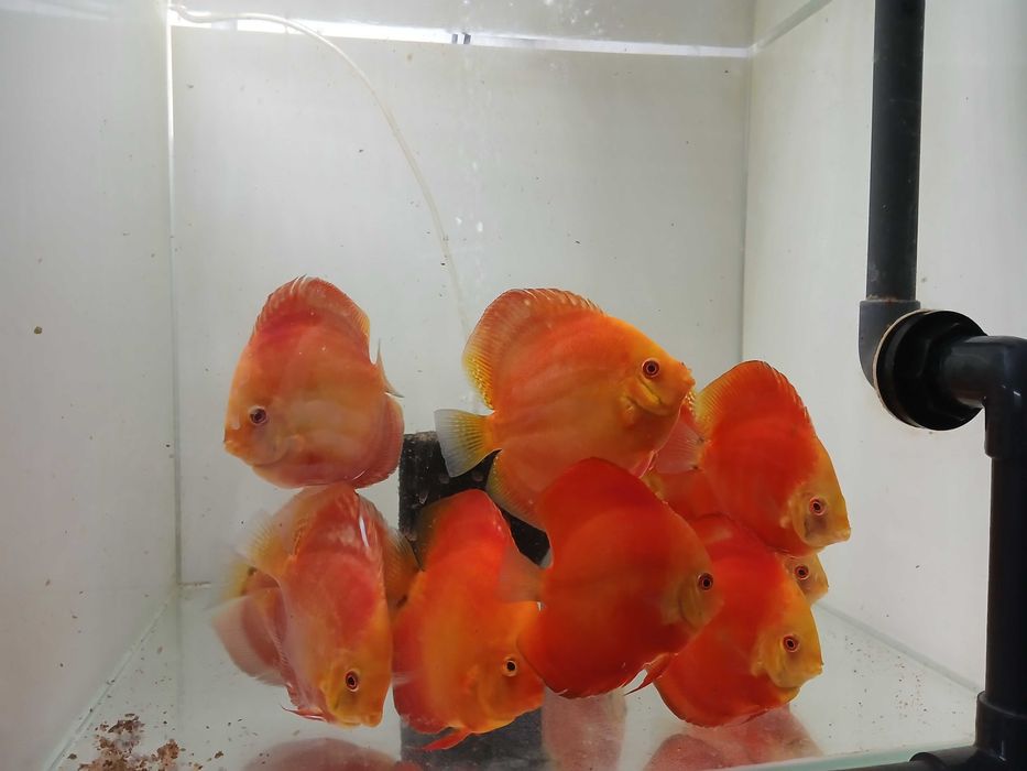 PALETKI *** DYSKOWCE  Red Melon 13- 14cm