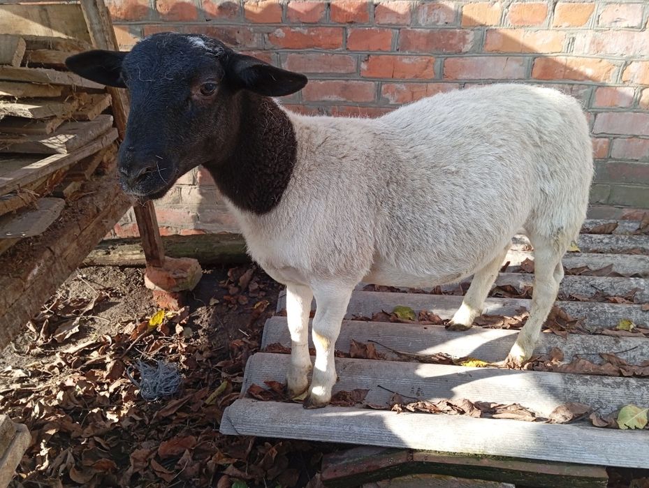 Баран породи дорпер