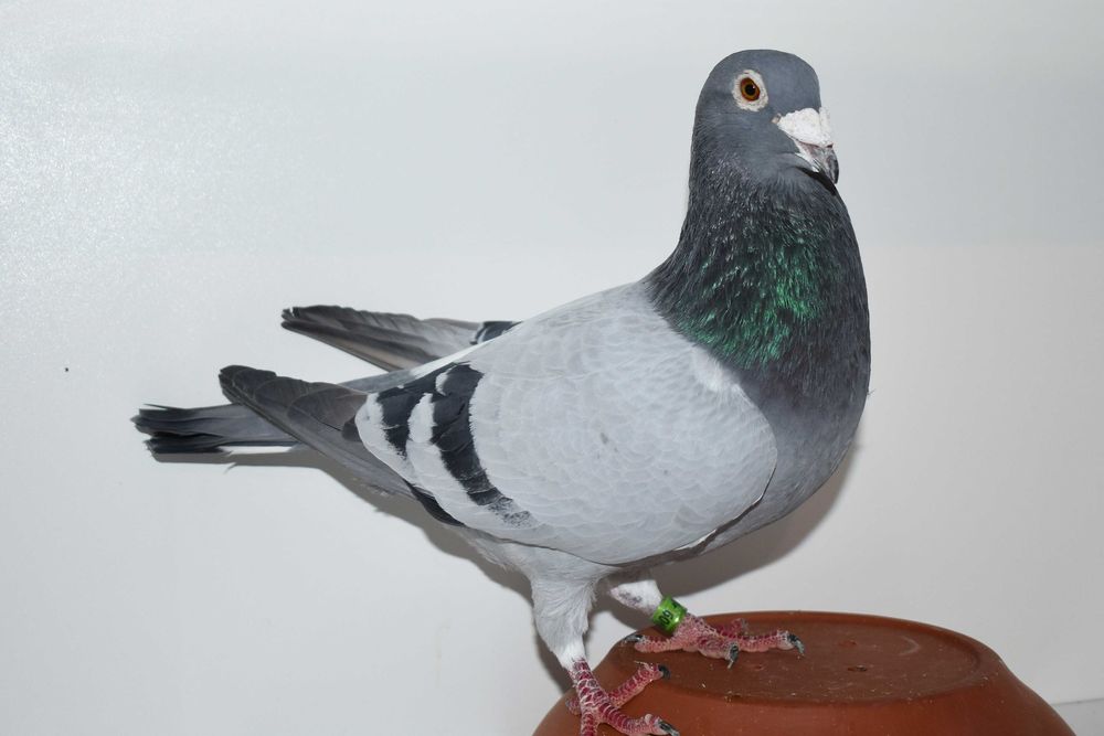 Gołębie pocztowe 100% Fabry