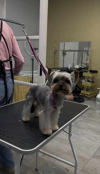 Грумінг собак /