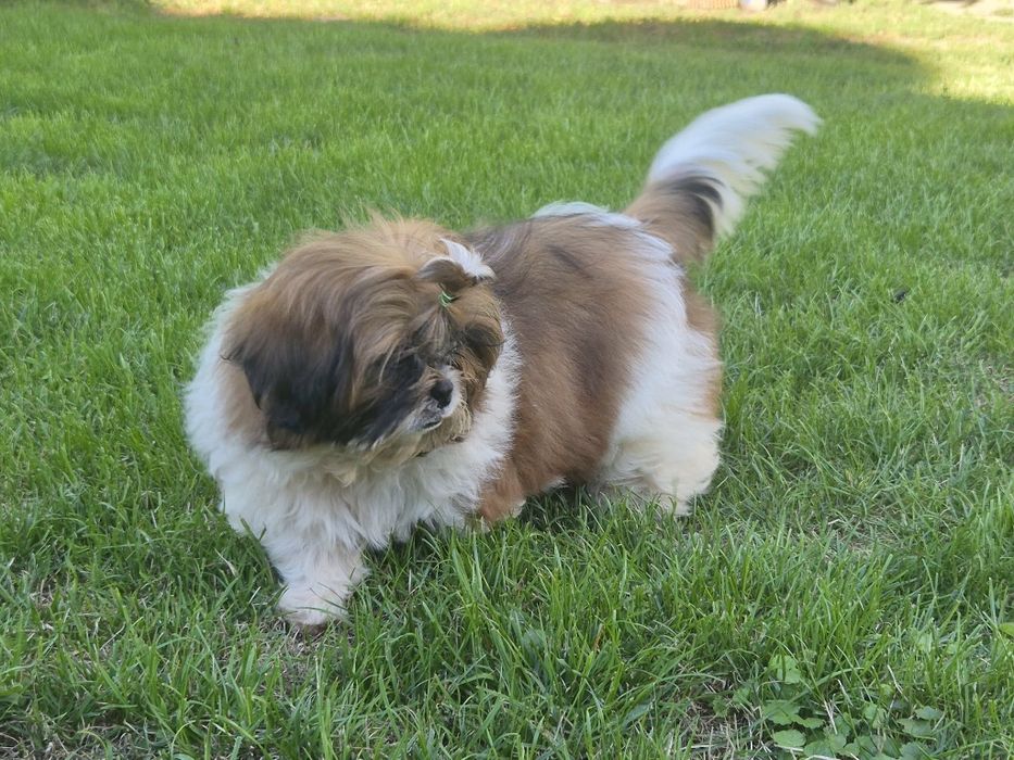 Mały dżentelman shih-tzu ZKwP (FCI)