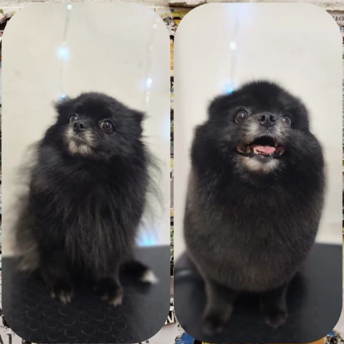 Послуги грумера, стрижки котів та собак