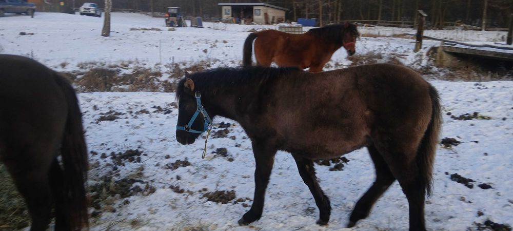 Sprzedam konie hucuły