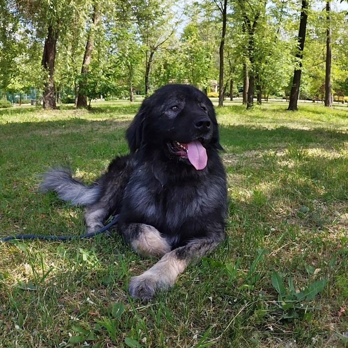 Кавказская овчарка КСУ кобель для вязки