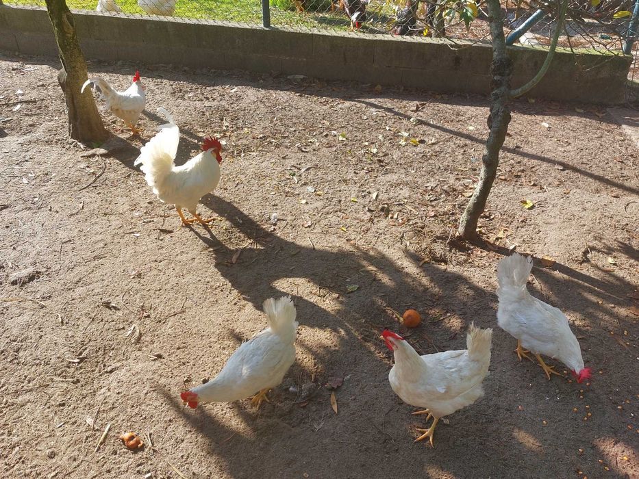 Vendo casal leghorn branca