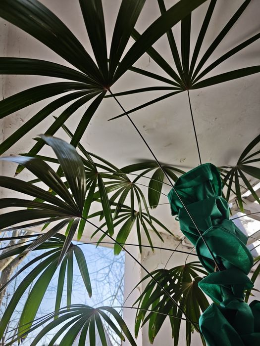 Rapis wyniosły, Rhapis excelsa, Palma biczowa