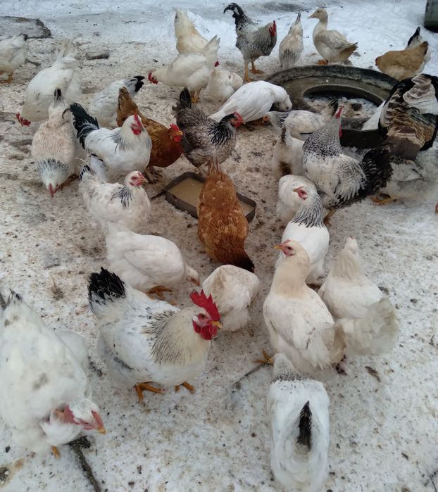 Продаються домашні півні