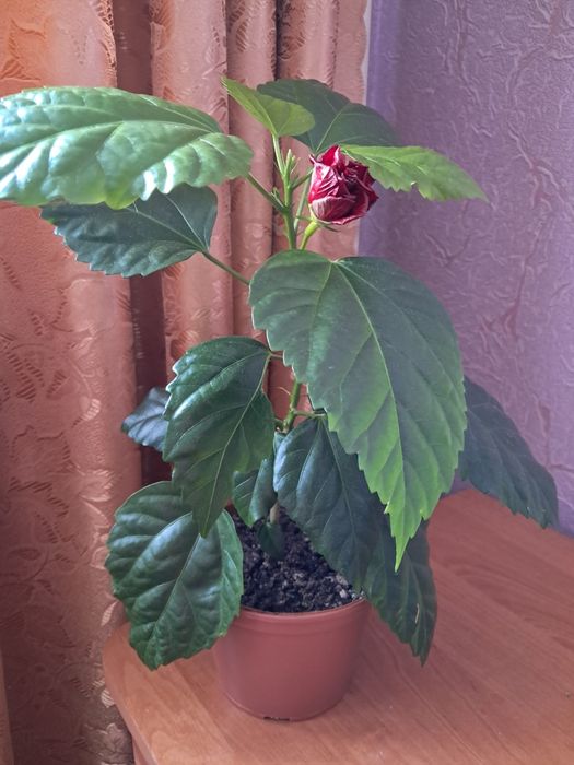 Гібіскус, кімнатна рослина