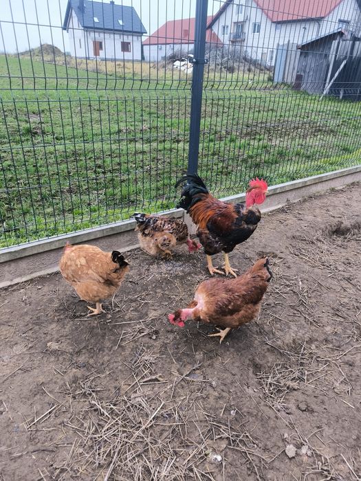 Jaja lęgowe, Włoszki, gołoszyjka olbrzymia, jajka,kury.