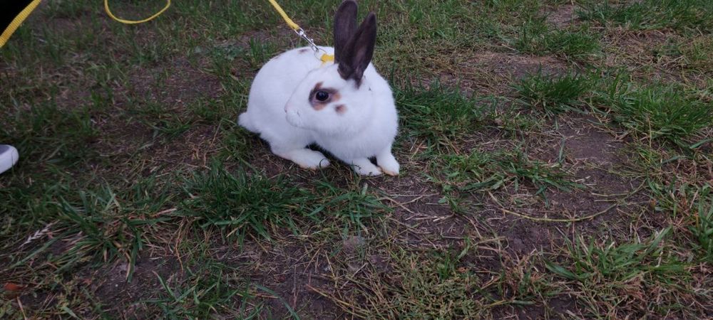 Декоративний кролик