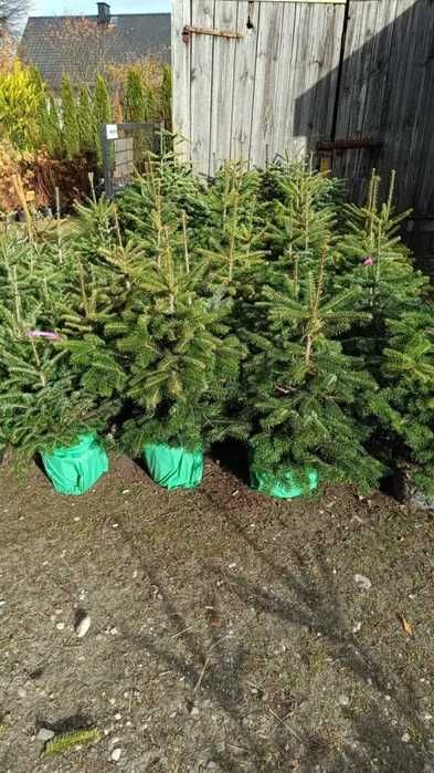 Choinka Eko w doniczce Jodła kaukaska przekorzeniona