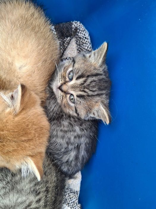 Продаж Шотландських Кошенят