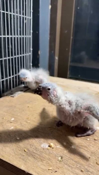 Loris para criar a mão