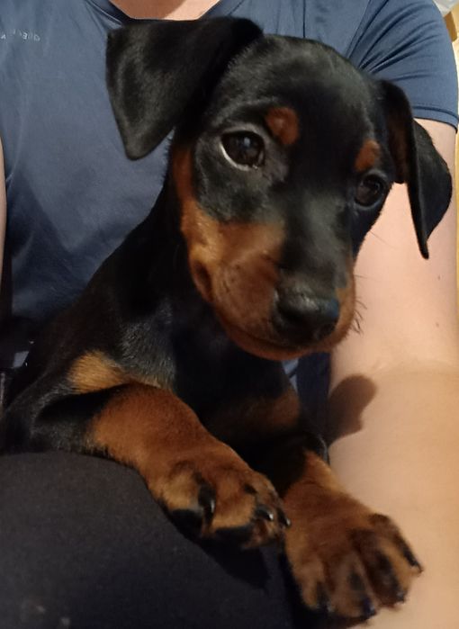 Pinczer Miniaturowy ZKwP/FCI po Ch.PL Zapowiedź Miotu Kwiecień 2026r.