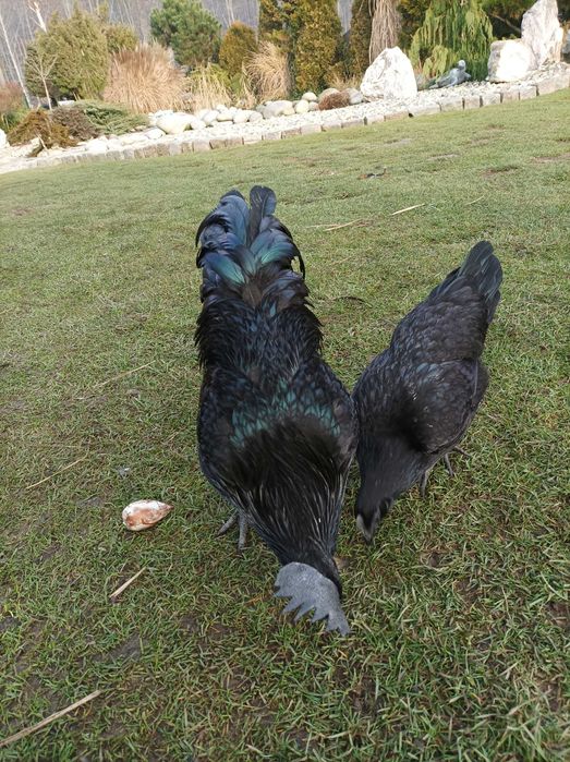 para kur  Ayam Cemani