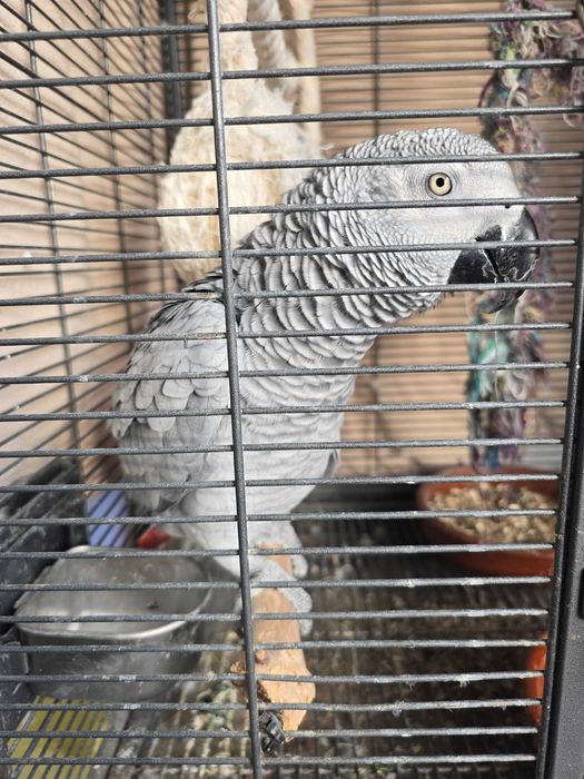 Papagaio cinzento