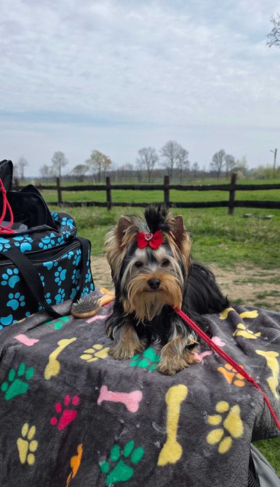 Yorkshire Terrier FCI samiec po Championach
