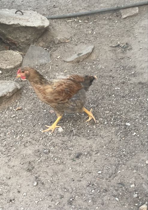 Frangos para engorda