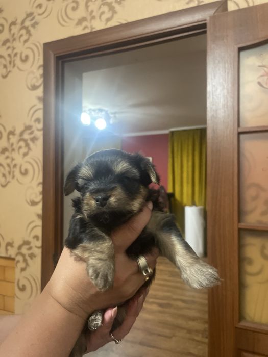 Продам цуценят Йоршерській терєр