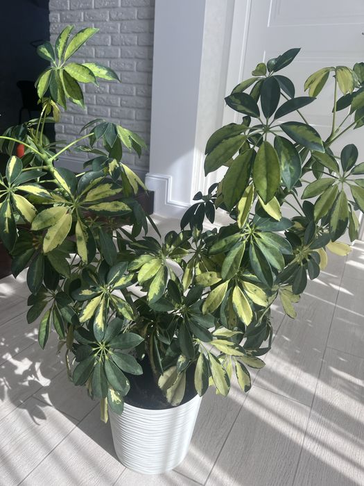 Шефлера кімнатна