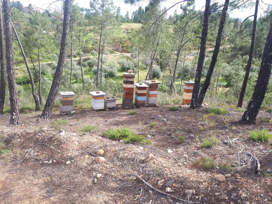 Enxames de Lusitana Lonstrot e Reversivel