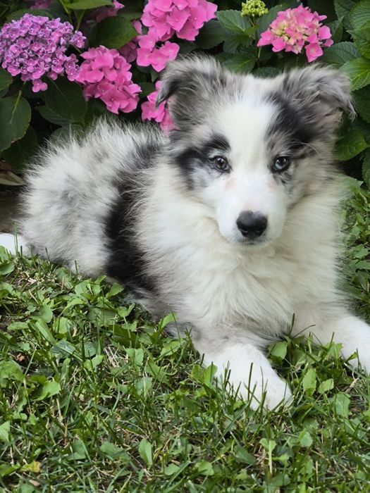 Border collie ZKWP FCI piesek