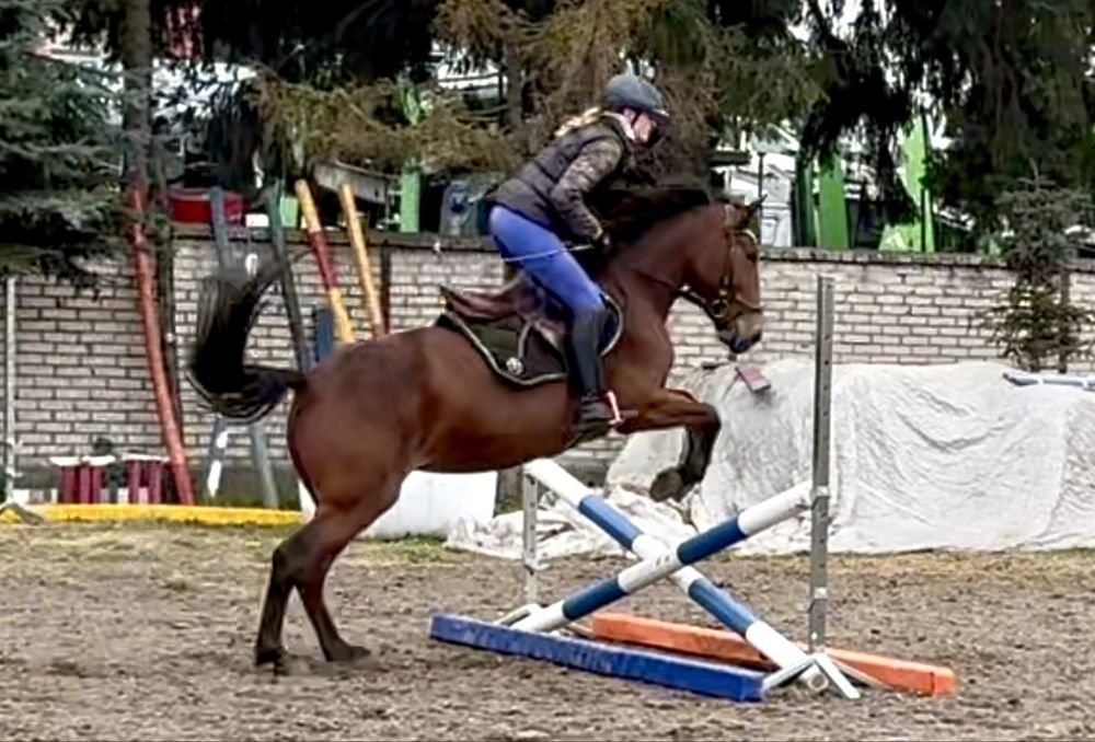 Klacz gr D 148cm 6 lat po parkurach