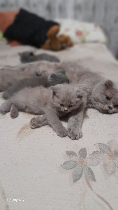 Британские котята