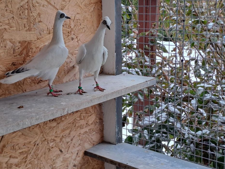 Gołębie ozdobne Para wiedeńskich lotnych