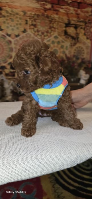 Pudel toy dziewczynka  odbiór 10 stycznia  2026