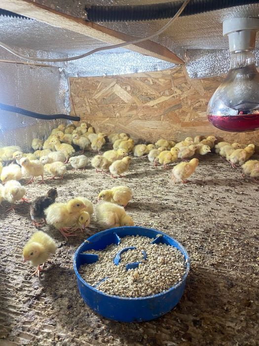 Продаються перепілки різного віку від суточних до тих хто вже несеться