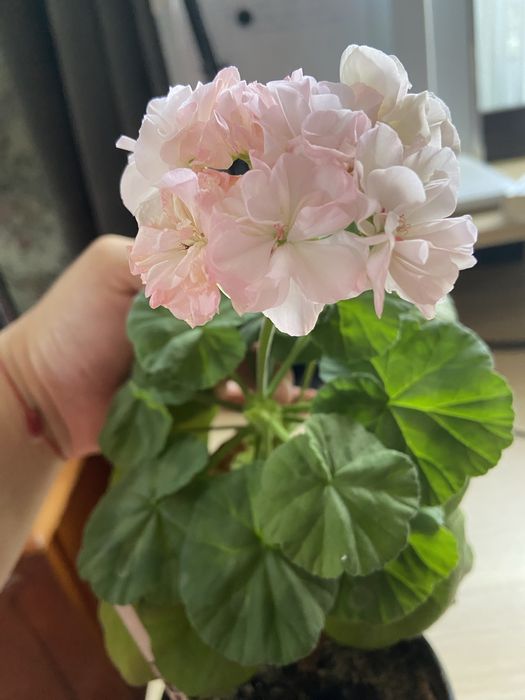 Продам пеларгонію Dovepoint