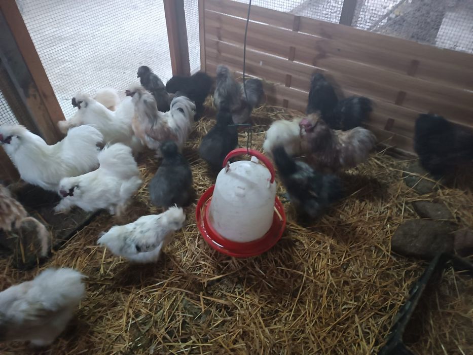 Koguty - Silki Jedwabiste, Kochiny miniatury