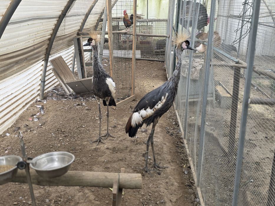 Grous coroados machos