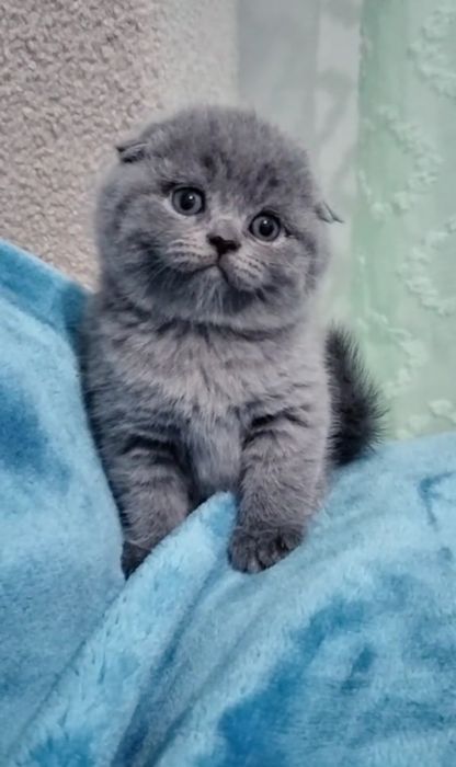 Bebé Scottish fold blue