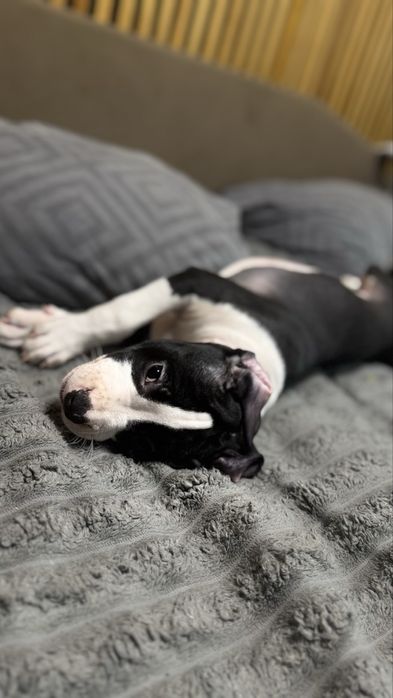 Щенки Американский Стаффорширский Терьер