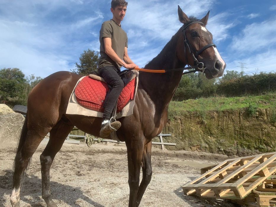 Vendo Puro Sangue Inglês