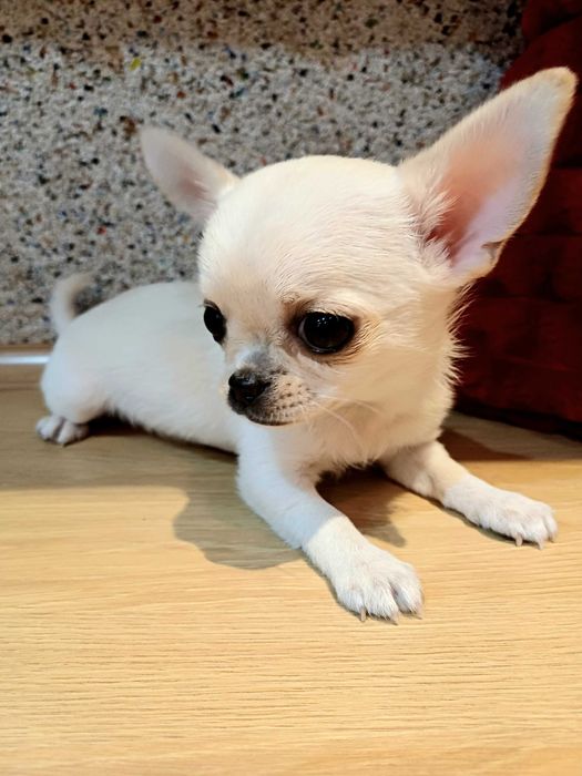 Przepiękna  Biało Kremowa  Chihuahua