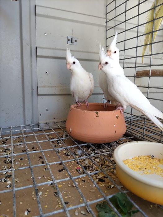 Caturras de 2024 e 2025 (várias mutações)