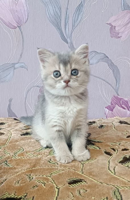 Шотландські кошенята