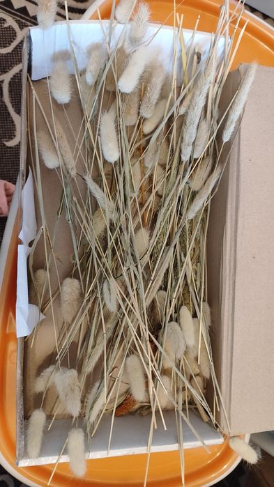 Лангурус сухоцвіт