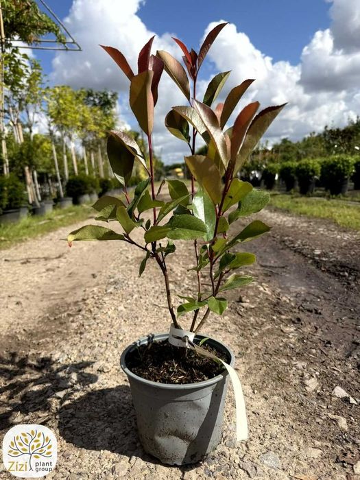 głogownik Red Robin 40-60cm, Photinia fraseri, krzew zimozielony na żywopłot
