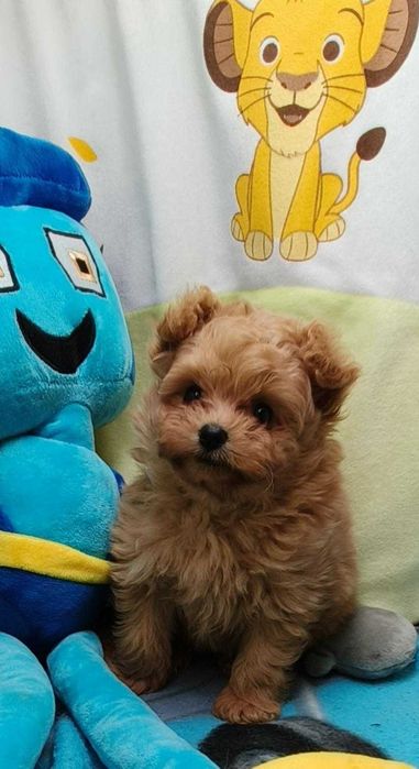 Pomapoo, pudel toy & pomeranian- śliczny piesek, badania genetyczne