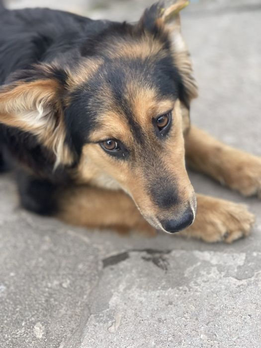 Отдам даром в добрые руки собаку метис Джек Рассел терьера и овчарки