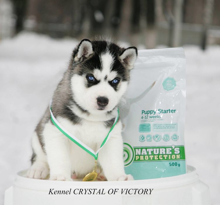 Чудові малюки хаскі. Блакитноокі. КСУ